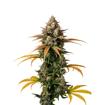GrowersChoice Brain Damage Auto 5 db