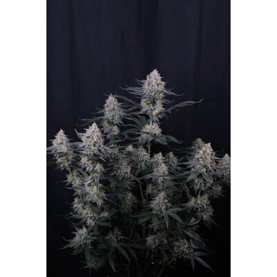 FastBuds Guava Sundae Auto 3 ks