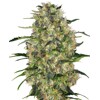 Sensi Seeds Black Domina 10 Seeds