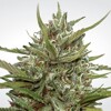 Paradise Seeds Auto Whiteberry 3 pcs