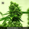 Bulk Seed Bank AMNESIA HAZE 5 seeds