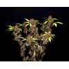 FastBuds Purple Lemonade 5 Seeds