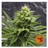 Barney's Farm Blue Gelato 41 from 35,50.- €