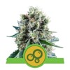 Royal Queen Seeds Bubble Kush Auto 5 seeds