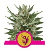 Royal Queen Seeds Speedy Chile (Fast Flowering) 5 seeds