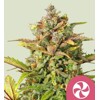 Royal Queen Seeds Sweet ZZ 3 seed