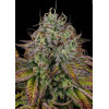 Paradise Seeds Apricot Candy 3 pcs