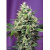 Sweet Seeds Sweet Amnesia Haze XL Auto 3 pcs