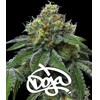 Barney's Farm RS11 + Banana OG 10 db