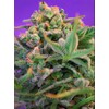 Sweet Seeds Sweet Cheese F1 Fast Version 5 pcs
