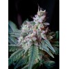 Sweet Seeds Cream Caramel  F1 Fast version 1 pcs