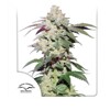 Dutch Passion Seed Company Skywalker Haze 3 pcs