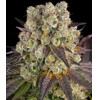 Barney's Farm Purple Punch x Lemon Drizzle 3 ks