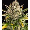 Barney's Farm Strawberry Cheescake Auto 10 ks