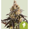 Royal Queen Seeds Cookies Gelato auto 3 ks