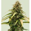 Royal Queen Seeds Epsilon F1 5 pcs