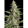 Paradise Seeds Pandora Auto 5 ks