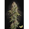 Paradise Seeds Highway 66 5 ks