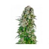 Sensi Seeds Big Bud Auto 5 ks