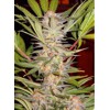Sweet Seeds S.A.D. Sweet Afgani Delicious F1 5+2 pcs