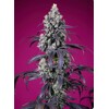 Sweet Seeds Tropicana Cherry XL Auto 5 pcs