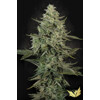 Paradise Seeds Mendo Creme 3 Seeds