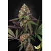 Paradise Seeds Caramba 3 pcs