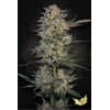 Paradise Seeds Candy Breath 3 pcs