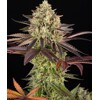Barney's Farm Apple Fritter 5 db