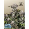FastBuds Frostbanger Auto 10 ks