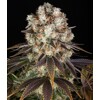 Barney's Farm Bruce Banner 5 db