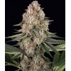 Barney's Farm Mendo Breath 5 pcs