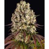 Barney's Farm Sour Diesel 3 pcs
