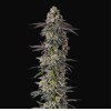 GrowersChoice Mimosa Gusher 5 pcs