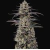 GrowersChoice Tropicana Cherry 5 pcs