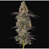 GrowersChoice Sticky Wasabi 3 ks