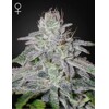 Green House Seed Co. Franco's Lemon Cheese 5 ks