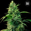 Auto STRAWBERRY FERRY 1 db