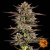 Barney's Farm Frosted Zinn x 3 Bears OG Auto 5 seeds