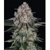 Barney's Farm Sour Diesel Auto 5 seeds