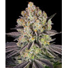 Barney's Farm Runtz 5 seeds