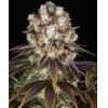 Barney's Farm Bruce Banner 5 ks