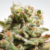 Paradise Seeds Dutch Dragon 1 pcs