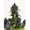 FastBuds Purple Haze Auto 5 pcs