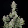 FastBuds Wedding Cheesecake Auto 10 seeds