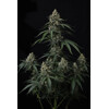 FastBuds Banana Cherry Cookies 3 db