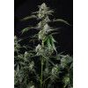 FastBuds Banana Guava 5 seeds