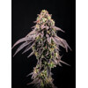 FastBuds Biscotti Gelato 3 seeds