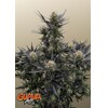 FastBuds Guava Auto RF3 5 seeds