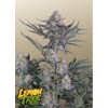 FastBuds Lemon Tree Auto 3 seeds
